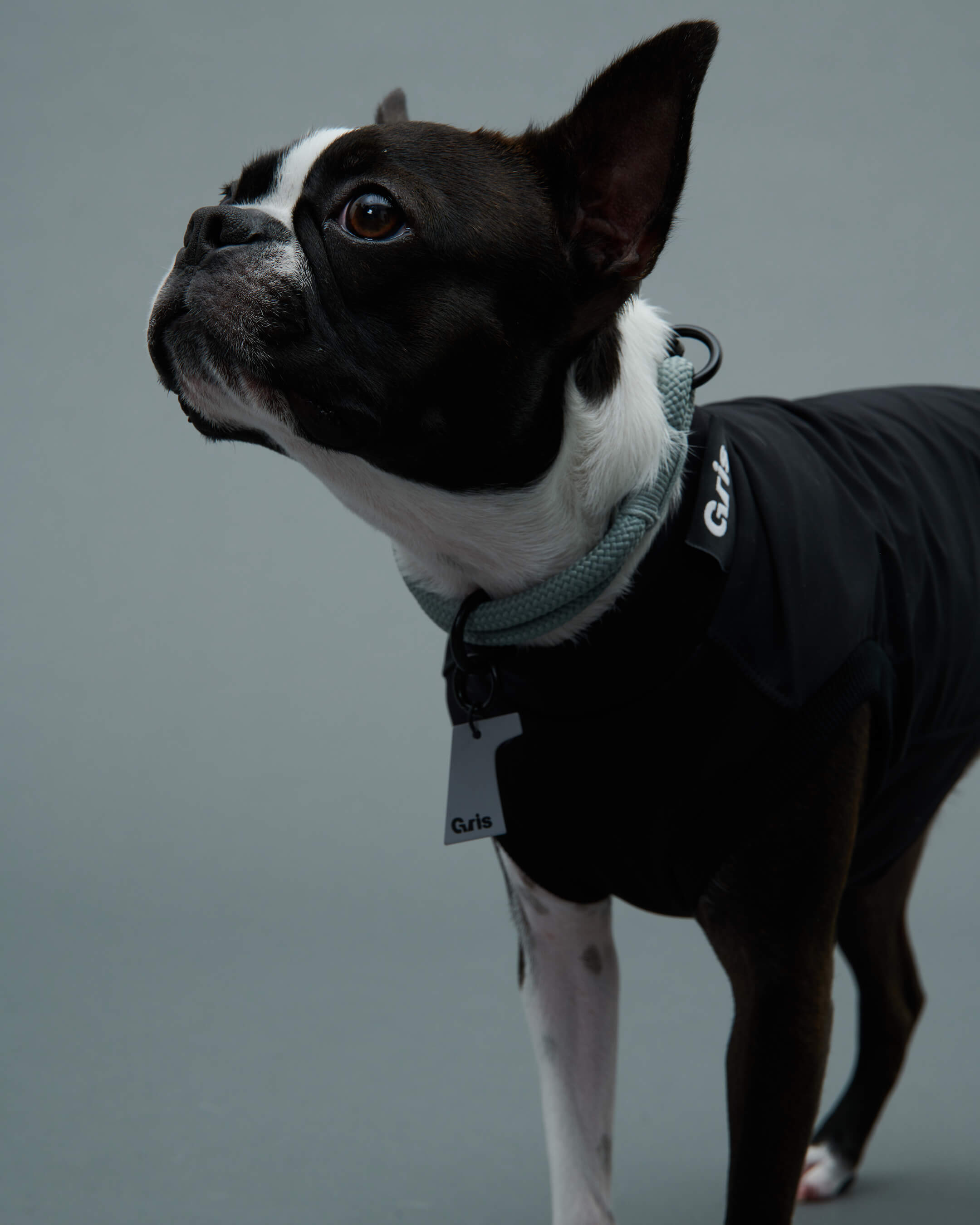 Gris PRODUCT THE COLLAR