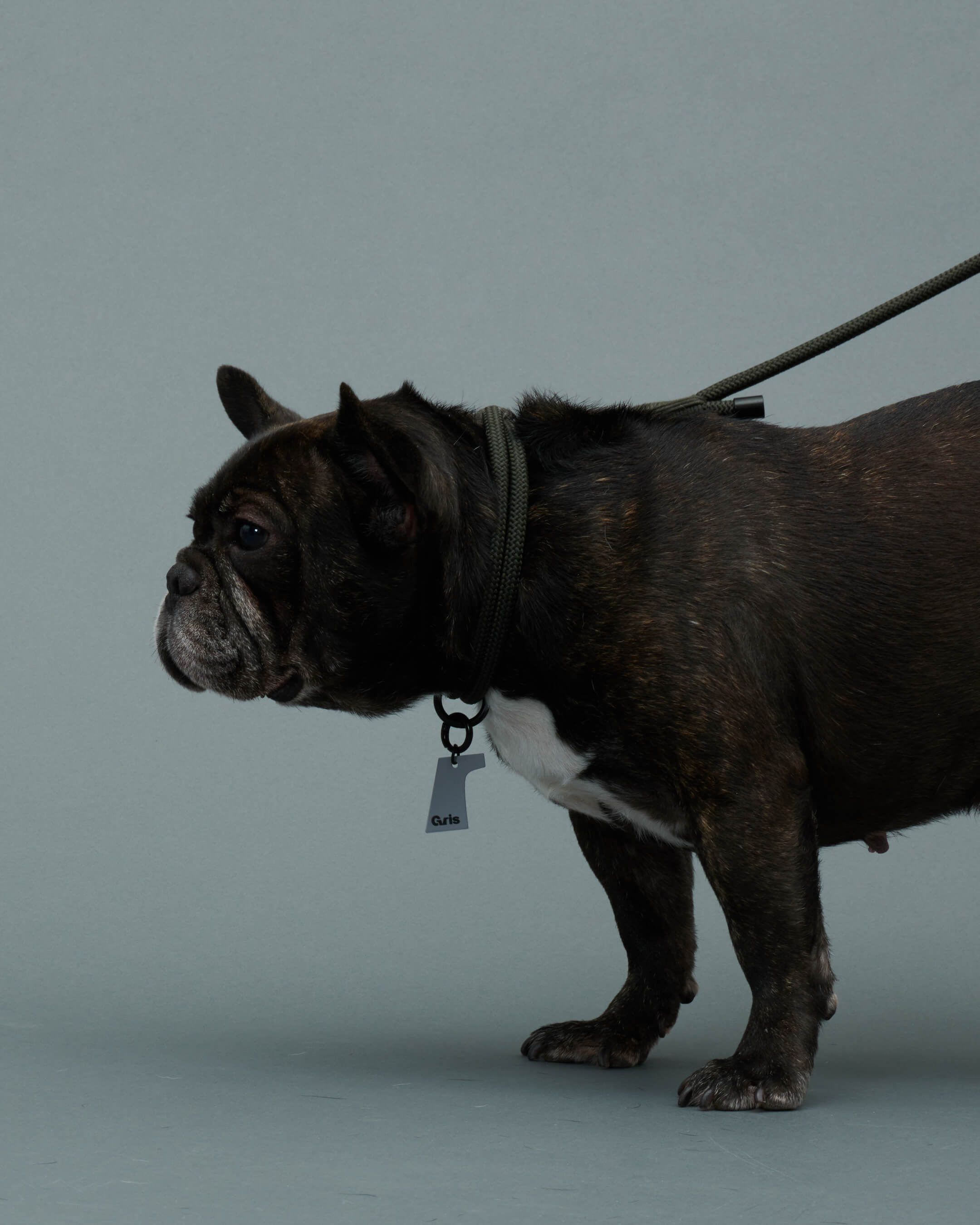 Gris PRODUCT THE COLLAR