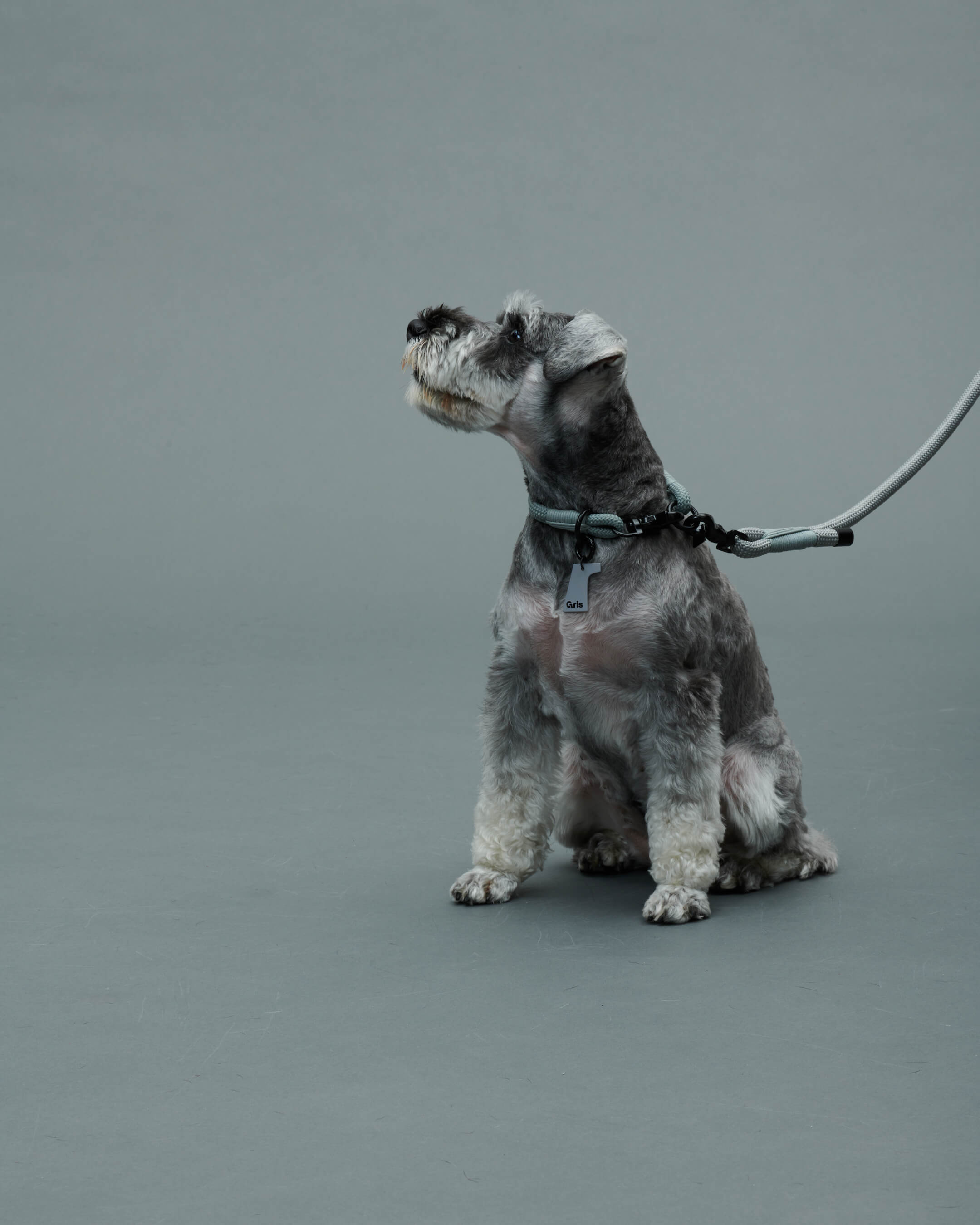 Gris PRODUCT THE COLLAR