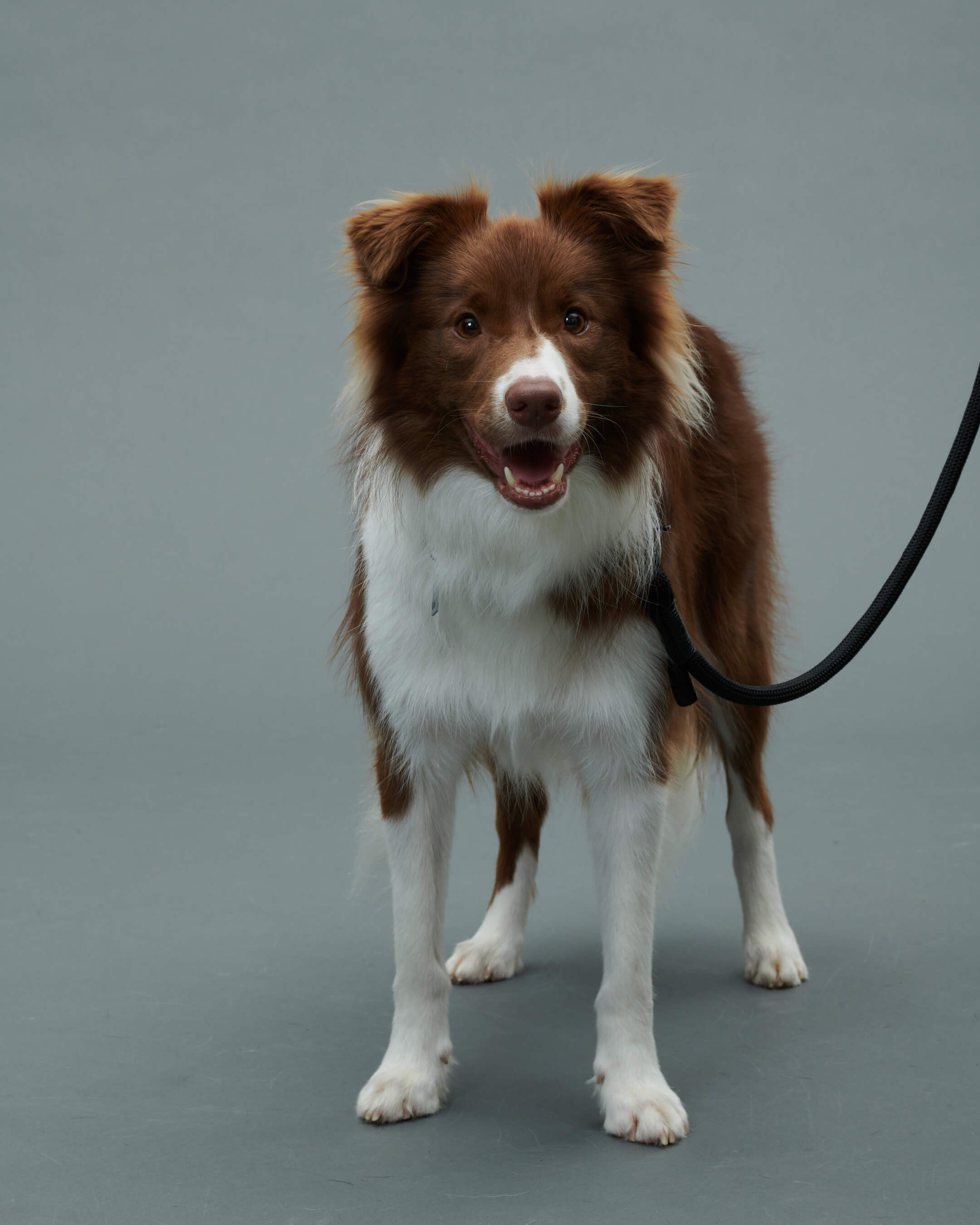 Gris PRODUCT THE LEASH