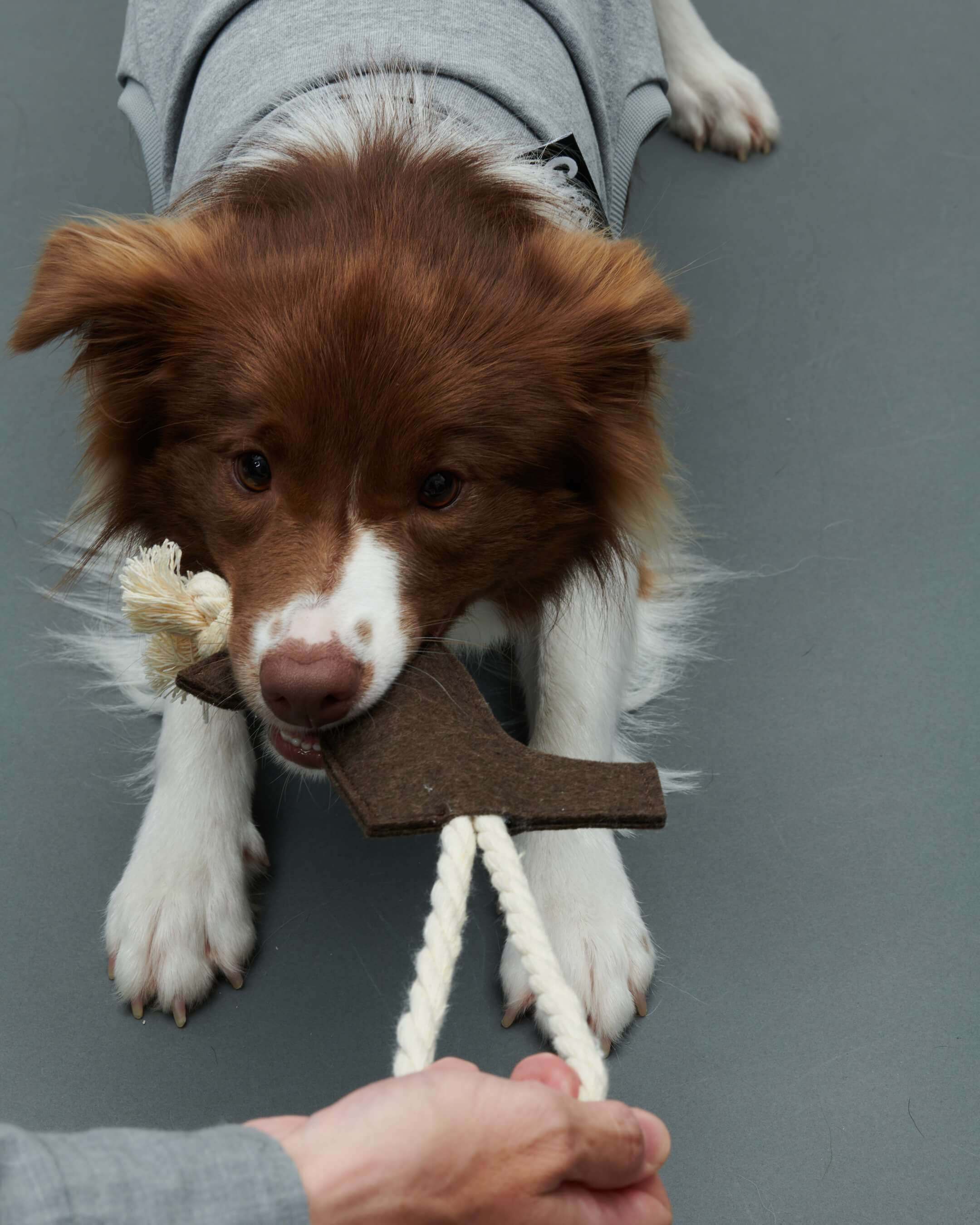 Gris PRODUCT LOGO ROPE TOY