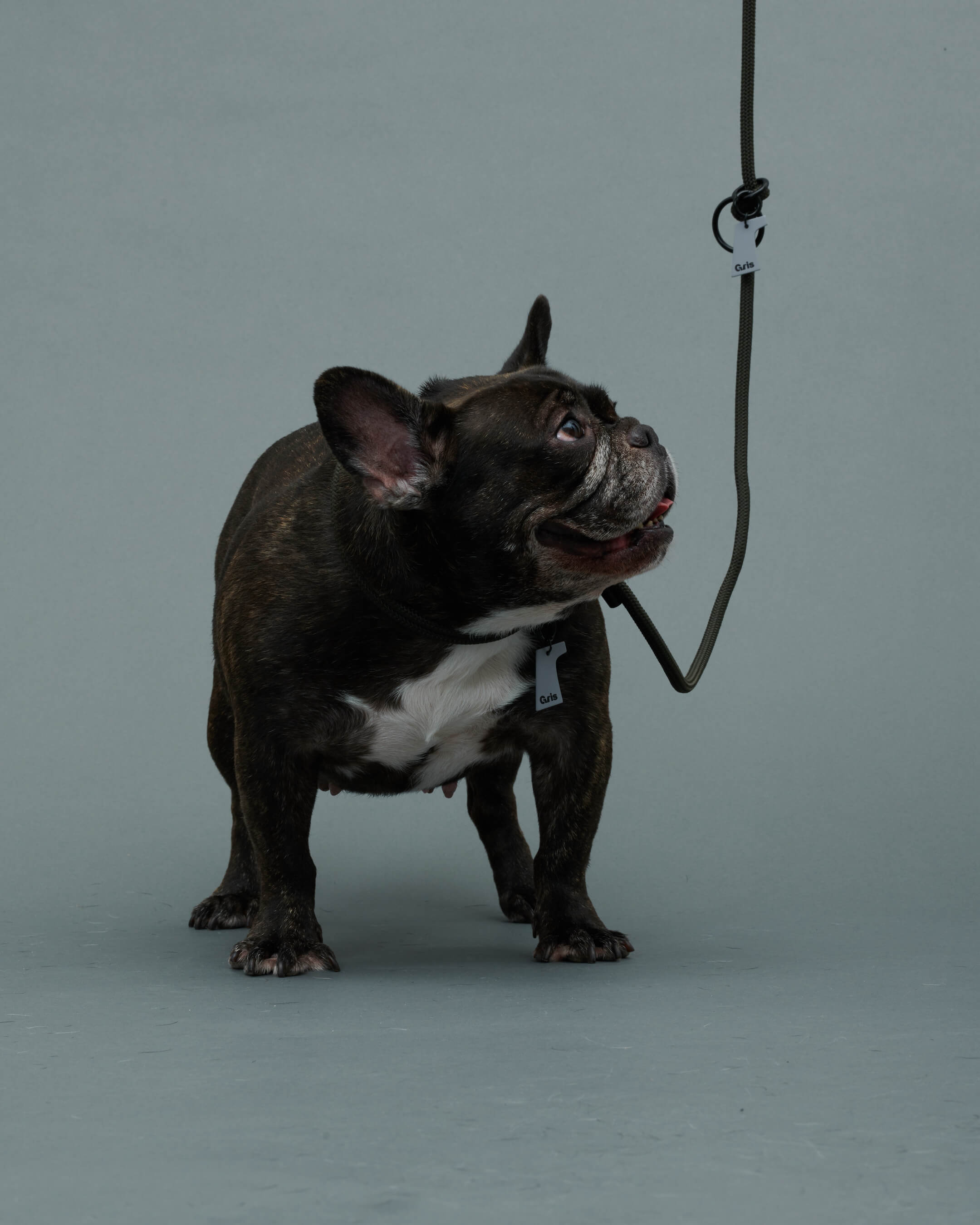 Gris PRODUCT THE SHOULDER LEASH