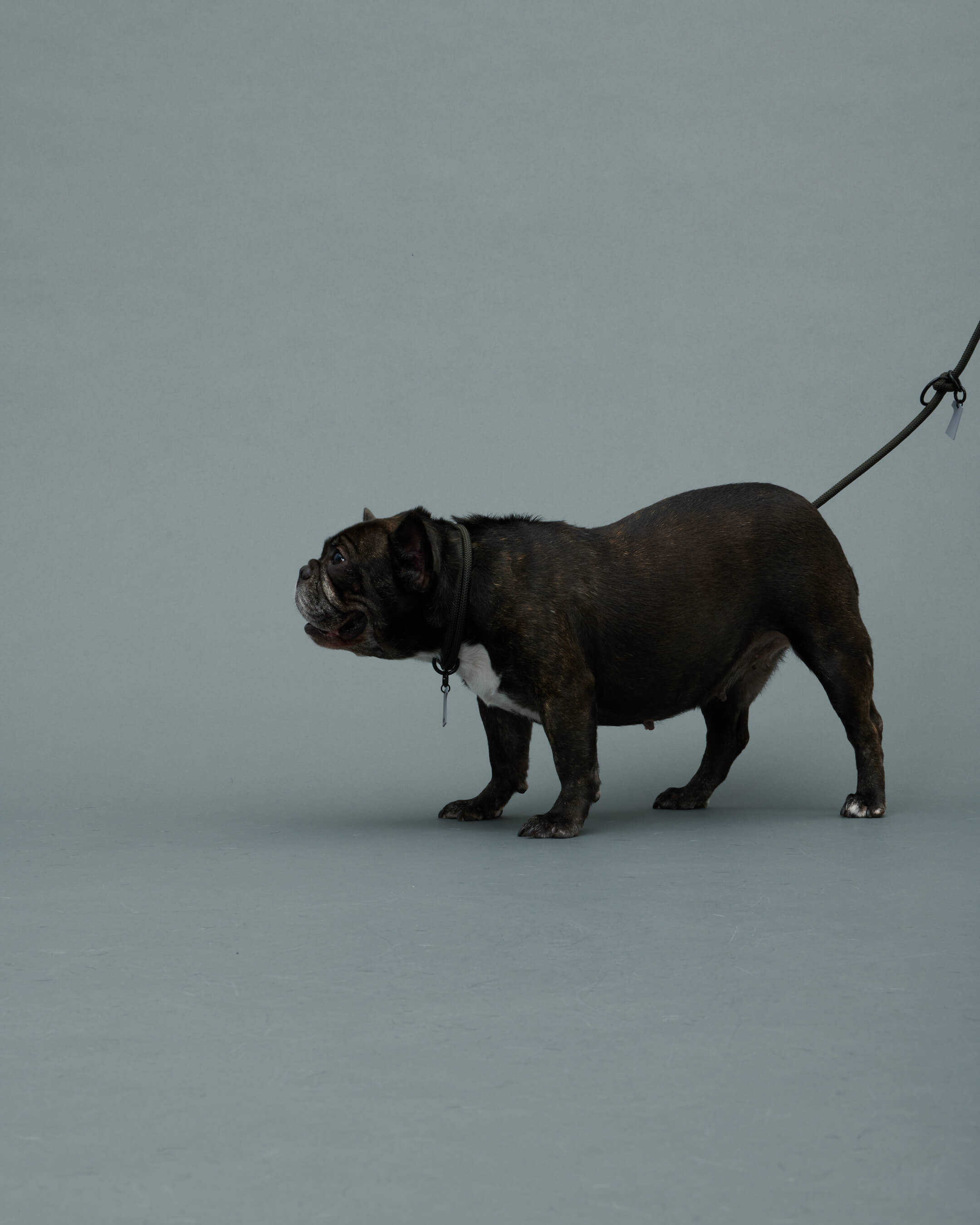 Gris PRODUCT THE SHOULDER LEASH