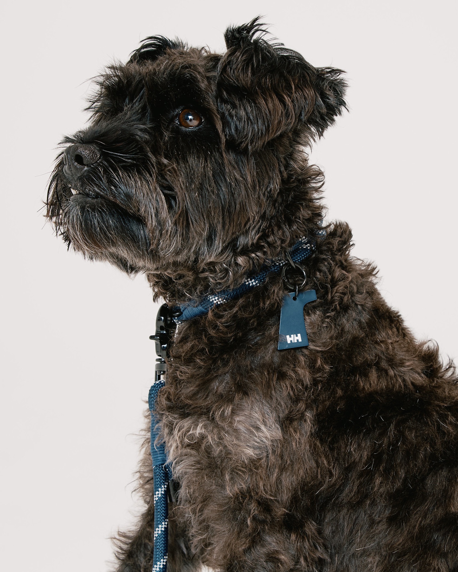 HH×Gris LEASH