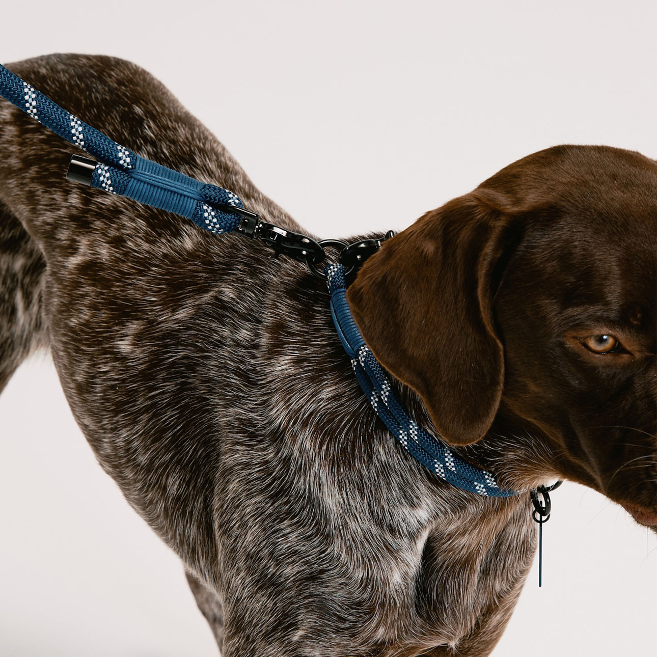 HH×Gris LEASH