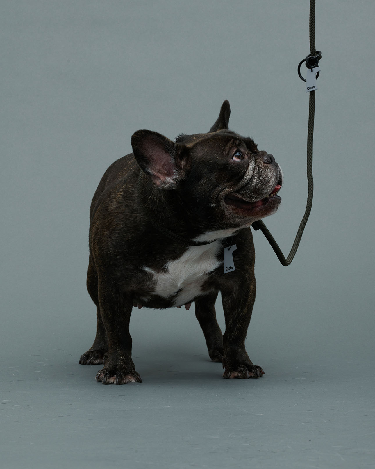 Gris PRODUCT THE SHOULDER LEASH